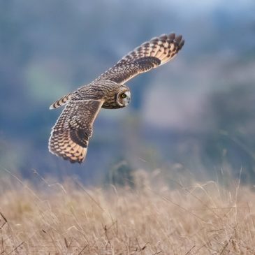 Blue hour owl