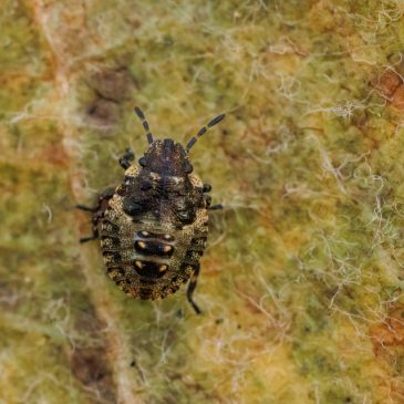 Second instar