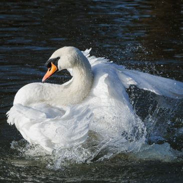 Ablutions