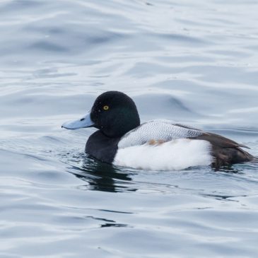 Greater Scaup