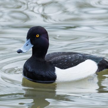 Water on a duck’s back