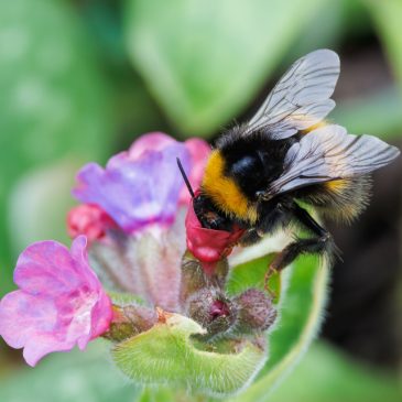 Early Early Bumblebee