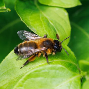 Buffest Mining Bee