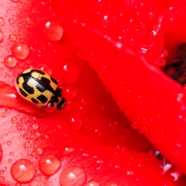 Stowaway