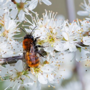 Sloe bee