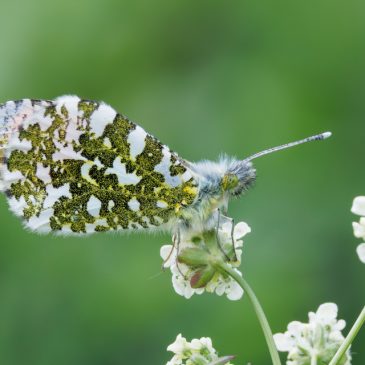 Butterflyfest