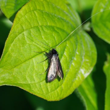 Not terribly Green Longhorn Moth