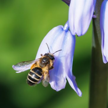 Bluebell bee