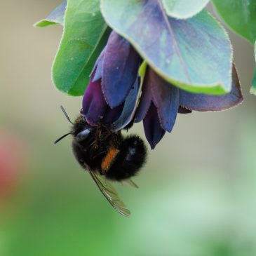 Honeywort bee