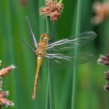 Ruddy Darter