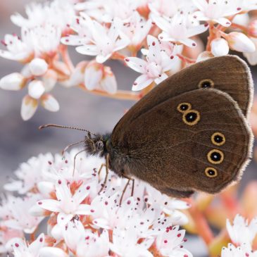 Ringlet