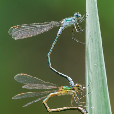 Tandem