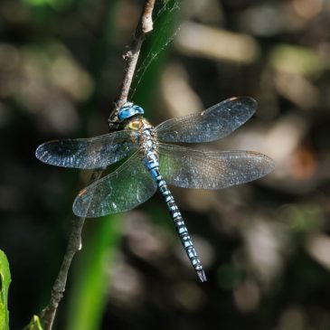 Southern Migrant Hawker