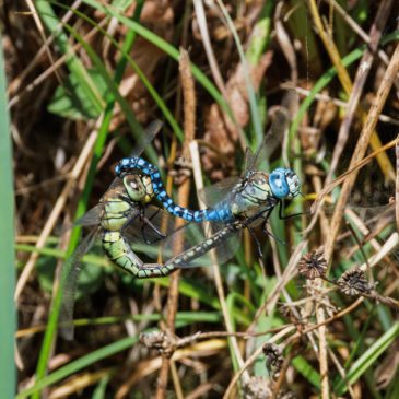 Nuptial flight