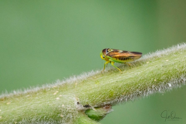 Populicerus populi, a leafhopper