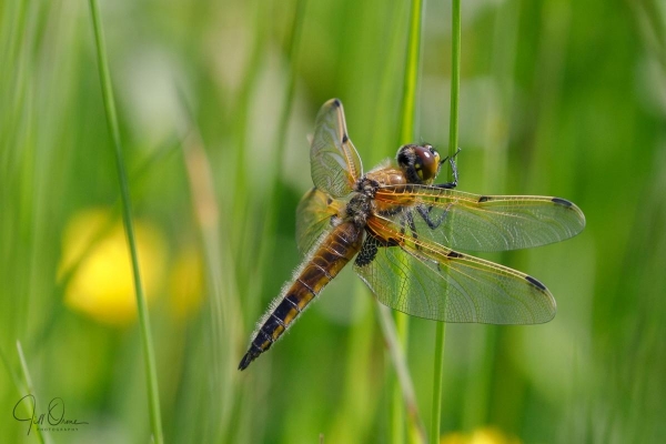  Four-spotted Chaser